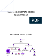 Hematopoiesis dan Hemolisis