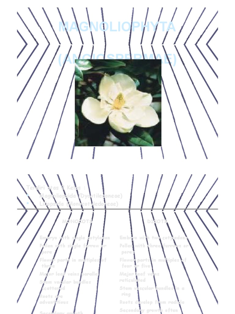 Magnoliophyta (Angiospermae) | PDF | Petal | Flowers
