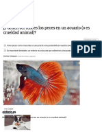 ¿Pueden Ser Felices Los Peces en Un Acuario (O Es Crueldad Animal)