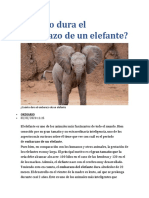 Cuánto Dura El Embarazo de Un Elefante