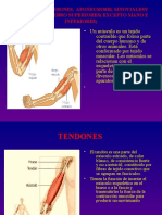 Musculos, Tendones, Aponeurosis, Sinovialesy Nervios