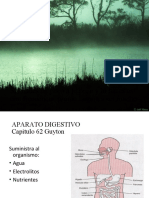 Sistema digestivo