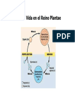 Cap. VI - 1. Reino Plantae I