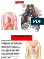 Clase Corazonsistemacardiovascular 120321203827 Phpapp01