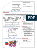 Primary Structure: Beta Sheet