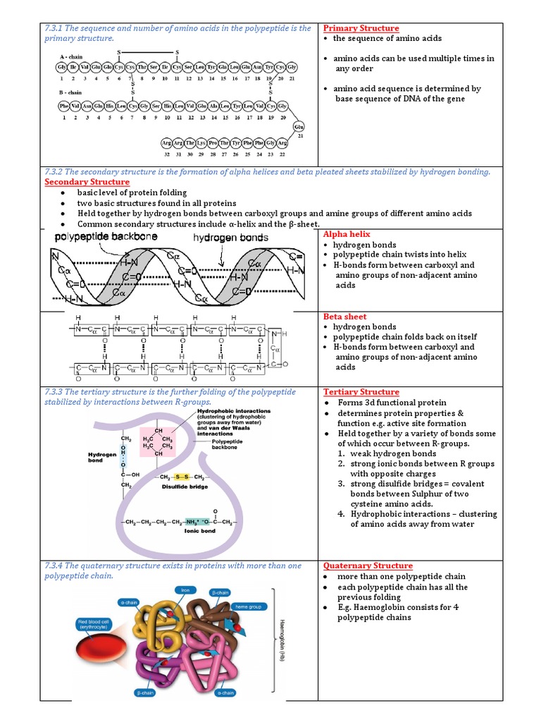 IB7.3 Protein Structure ANSWERS PDF Biomolecular Structure