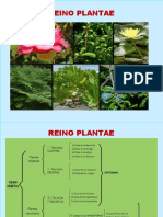 Clase V Clasificacion Plantas