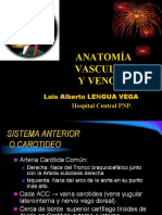 Anatomia Vascular