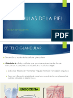 Glándulas de La Piel PDF