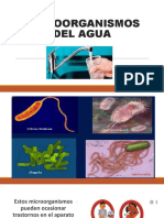 Microorganismos Del Agua