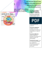 "Yo en La Celula": Las Células Pueden Tener Funciones Muy Diversas Y Complejas