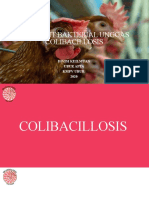 Colibacillosis