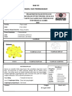 Hasilpraktikumpaleontologifilum Porifera - Fajar Manik - F1D219005602
