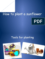 How To Plant A Sunflower
