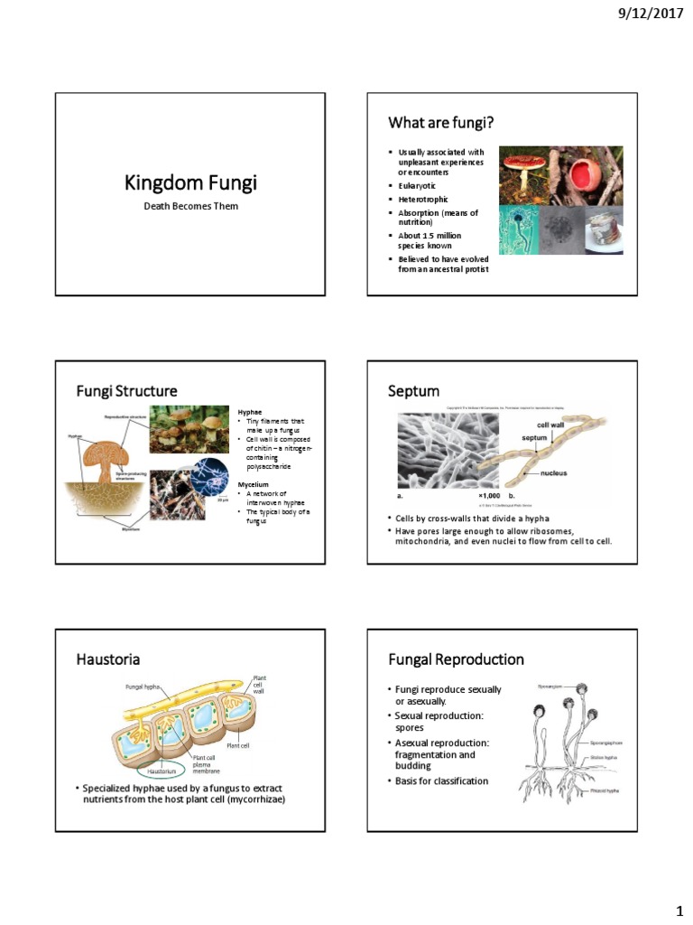 Overview of Fungi: Structure and Types | PDF | Fungus | Biology