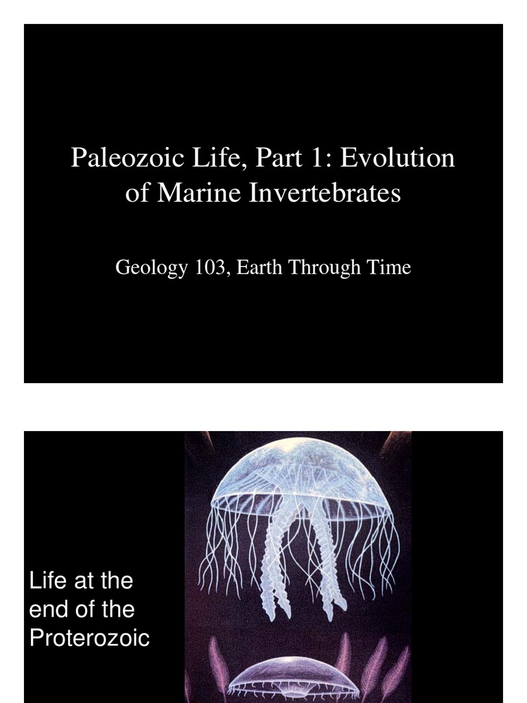 Paleozoic Life Evolution Of Marine Invertebrates Coral Science