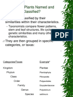 How Are Plants Named and Classified?