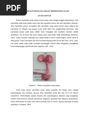 6600 Koleksi Gambar Organ Reproduksi Unggas Jantan Gratis Terbaik