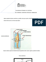 His Planos Anatómicos
