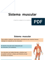 3 - El Sistema Muscular - CIENCIAS