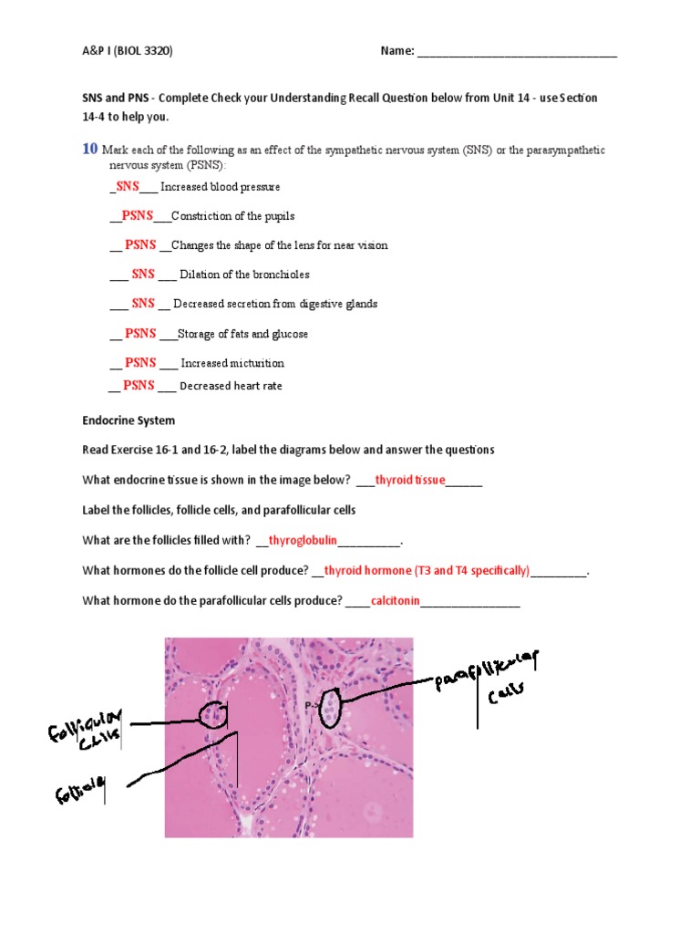 Endocrine System Overview and Functions | PDF | Cortisol | Hormone