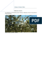 Zelena Prognoza 08042016 PDF