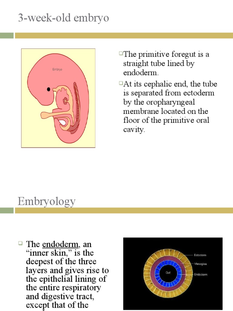 3-Week-Old Embryo | PDF