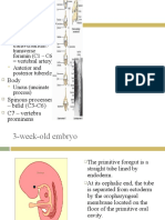 Embryology