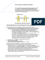 Insulin Signaling Pathways Overview