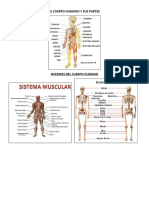 El Cuerpo Humano y Sus Partes