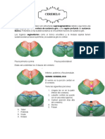 Cerebelo Configuración Externa