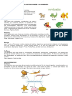 CLASIFICACION DE LOS ANIMALES