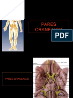 20-parescraneales-100406224146-phpapp01.pdf