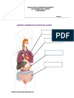 LOS ORGANOS DEL CUERPO 2DO BASICO CS NATURALES