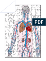 Rompecabezas Delcuerpo Humano y Sus Sistemas