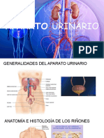 Anatomía, fisiología y enfermedades del aparato urinario