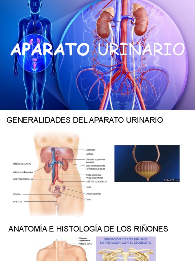 Anatomía Del Sistema Del Tracto Urinario