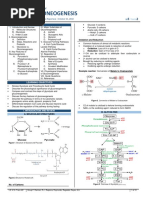 Gluconeogenesis: Biochemistry