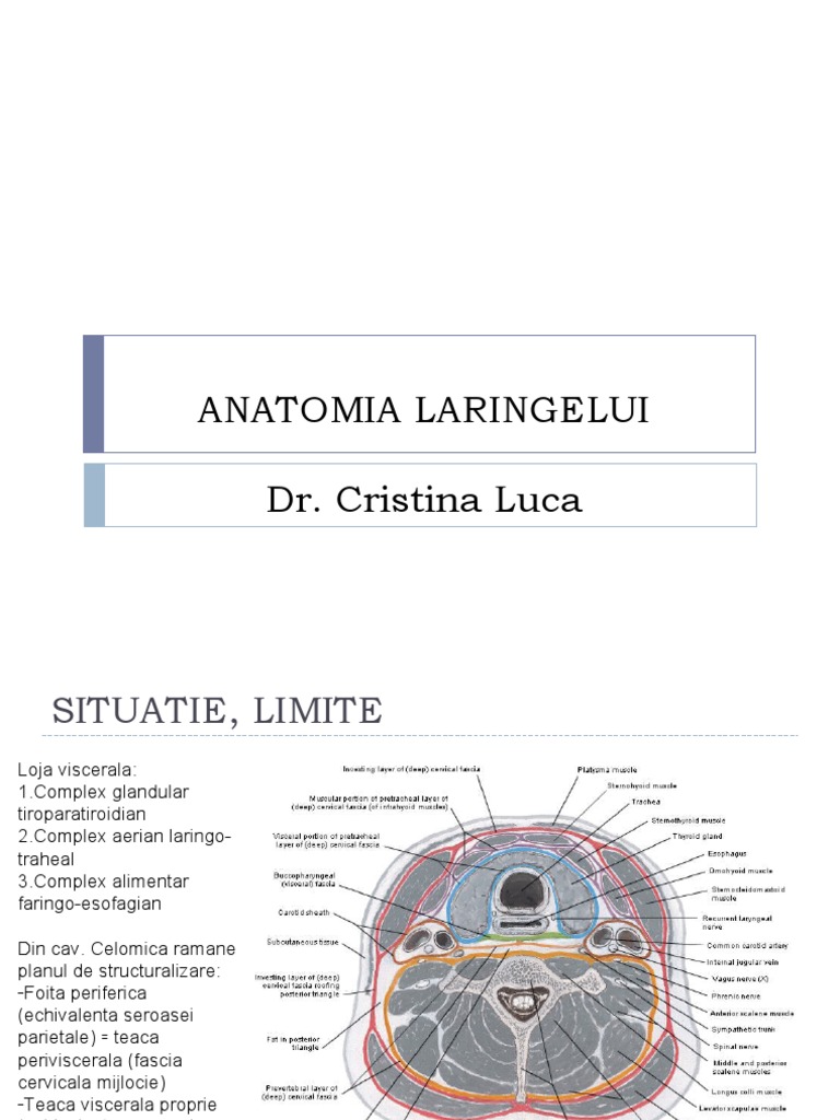 Pu Laringele PDF Animal Anatomy Human Head And Neck