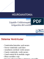 8neuroanatomia LCR y Vascularizacion