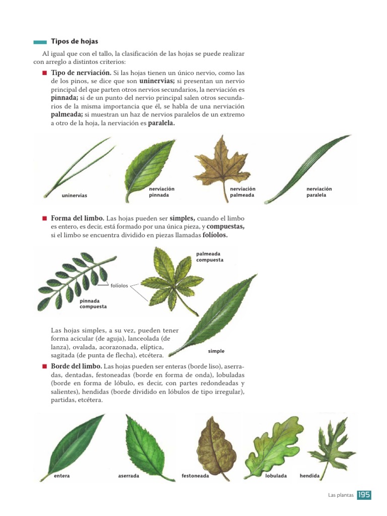 Tipos de Hojas: Tipo de Nerviación | PDF | Fisiología de las plantas | Hoja