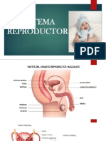 Sistema Reproductor