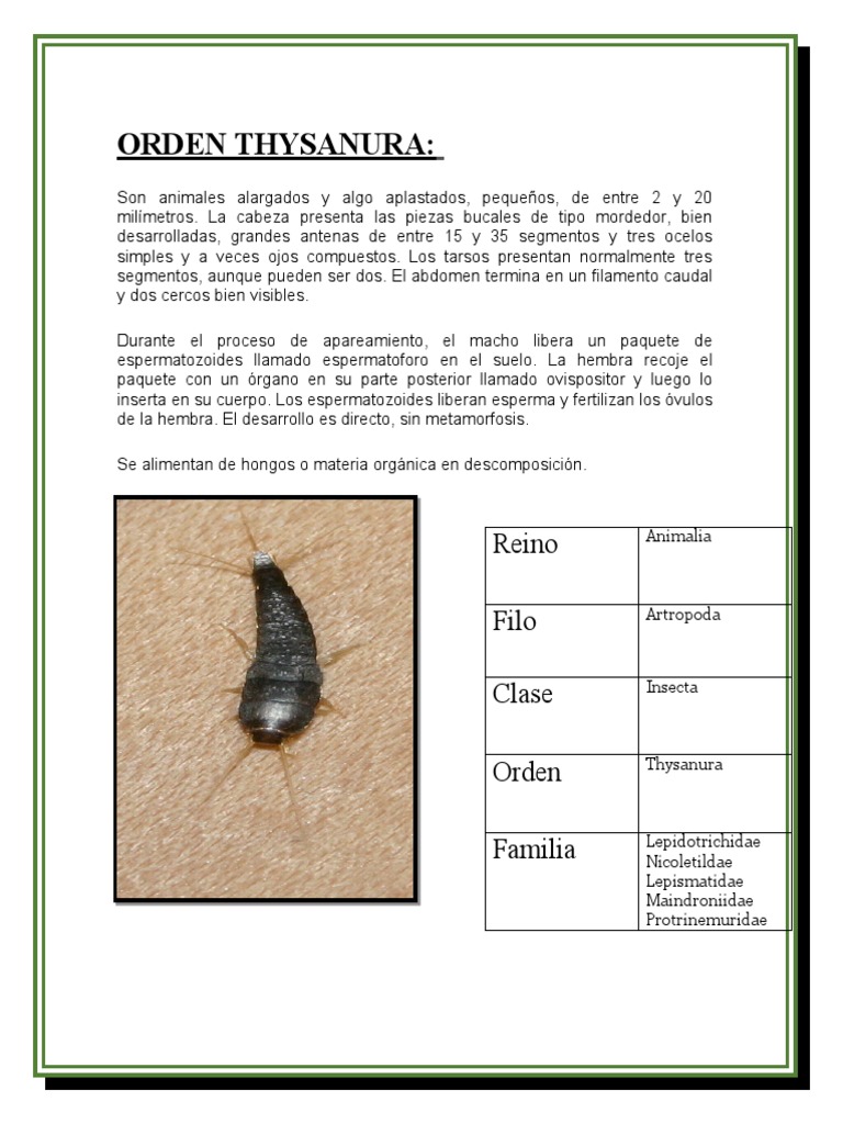 Crecimiento de Apterigotos y Maindroniidae | PDF | Lepidópteros | Mosca