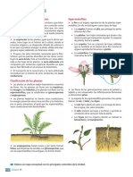 Características Del Reino Plantas Espermatofitas: Nidad