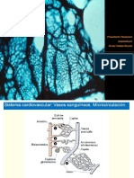 MICROCIRCULACION Dispositivas Video PDF