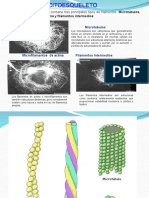 Tema4.3 Citoesqueleto