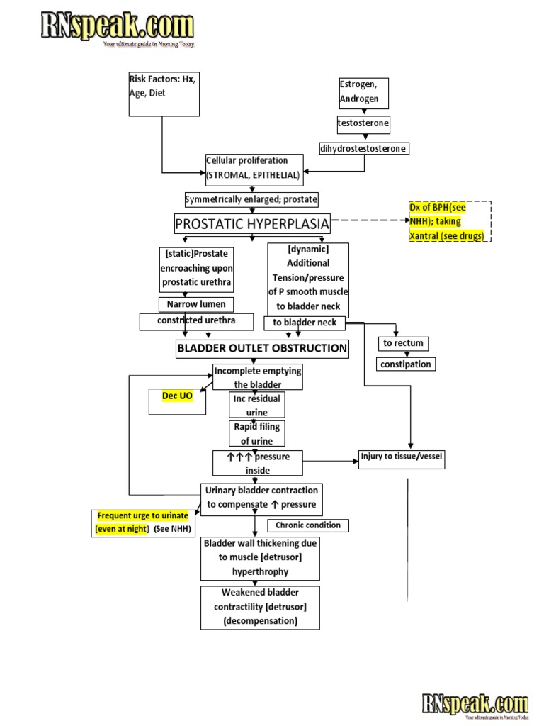 BPH Pathophysiology Overview Diagram | PDF | Urinary Bladder | Prostate