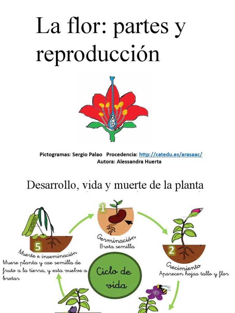 Partes y reproducción de la flor | PDF | Polen | Flores