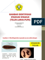 Buku Identifikasi Jentik