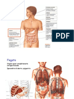 Lezione 7 Fegato - Pancreas